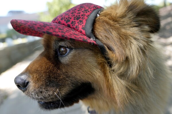 "Teddy," a 7-year-old chow mix, dons a doggie cap at a park, Monday, July 15, 2024, in Phoenix. As sweltering temperatures drag on around the U.S., it's not just people who need help with the dog days of summer. Pet owners have to consider how to both shield and cool down furry family members as intense — and at times deadly — heat waves become more common occurrences. (AP Photo/Matt York)