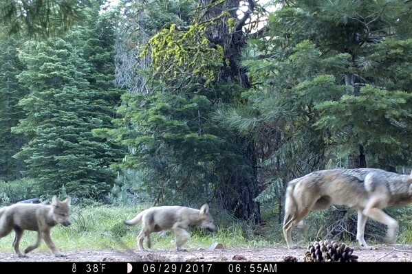 FILE - This remote camera image provided by the U.S. Forest Service shows a female gray wolf and two of the three pups born in 2017 in the wilds of Lassen National Forest in northern California on June 29, 2017. (U.S. Forest Service via AP, File)