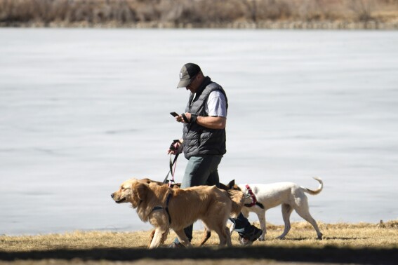 FILE - A dog walker checks a mobile device while guiding dogs in Washington Park in Denver on Feb. 21, 2023. (AP Photo/David Zalubowski, File)