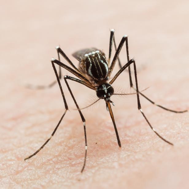 Frontal close-up of an yellow-fever mosquito sucking blood, known vector of zika virus, chikungunya, yellow fever and dengue.