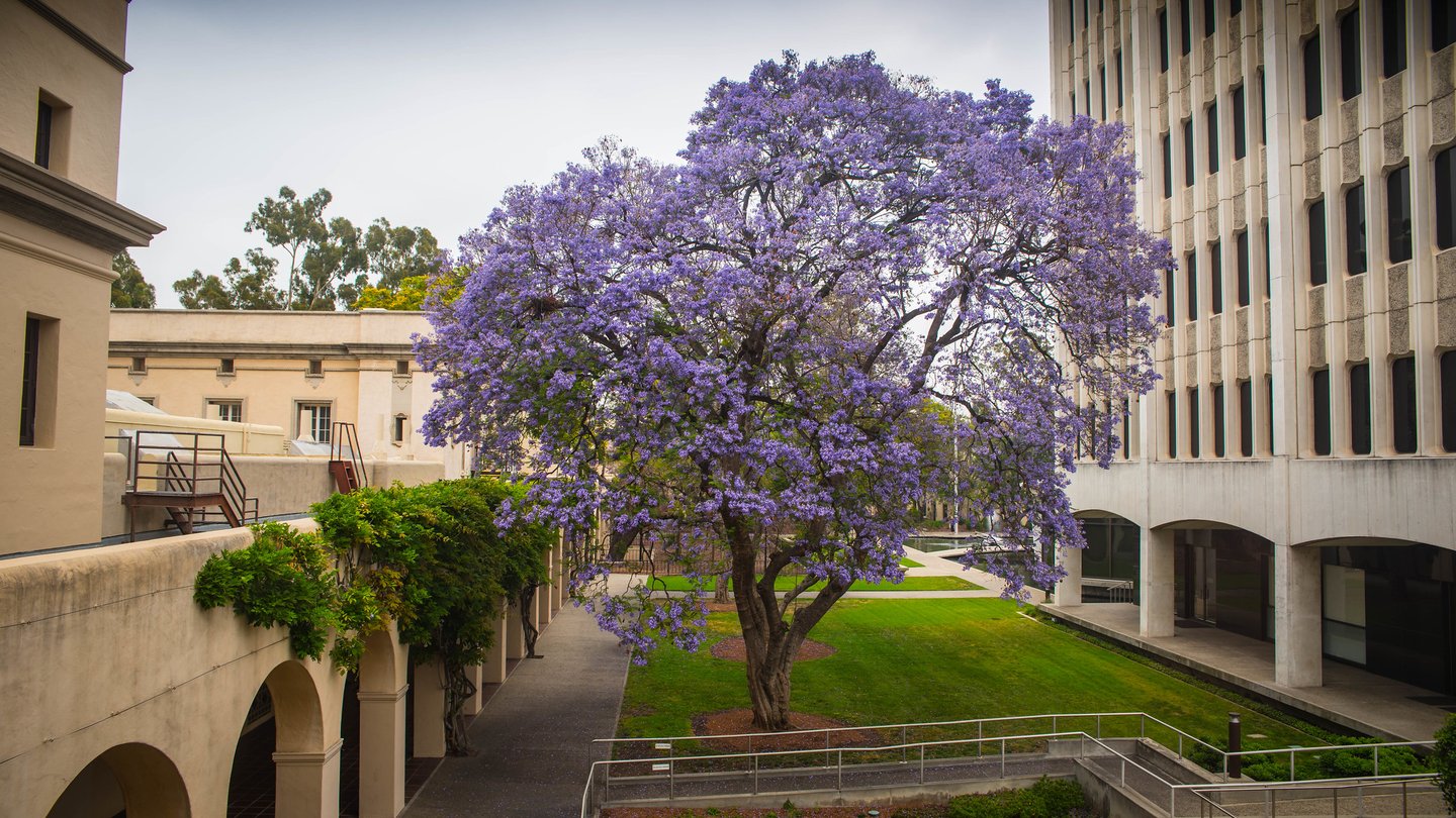 tree outside of campus