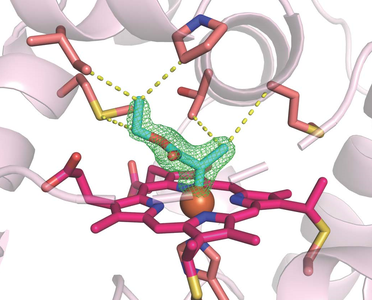 Biochemistry and Molecular Biophysics