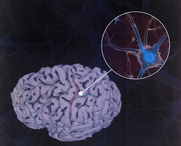 Neurobiology