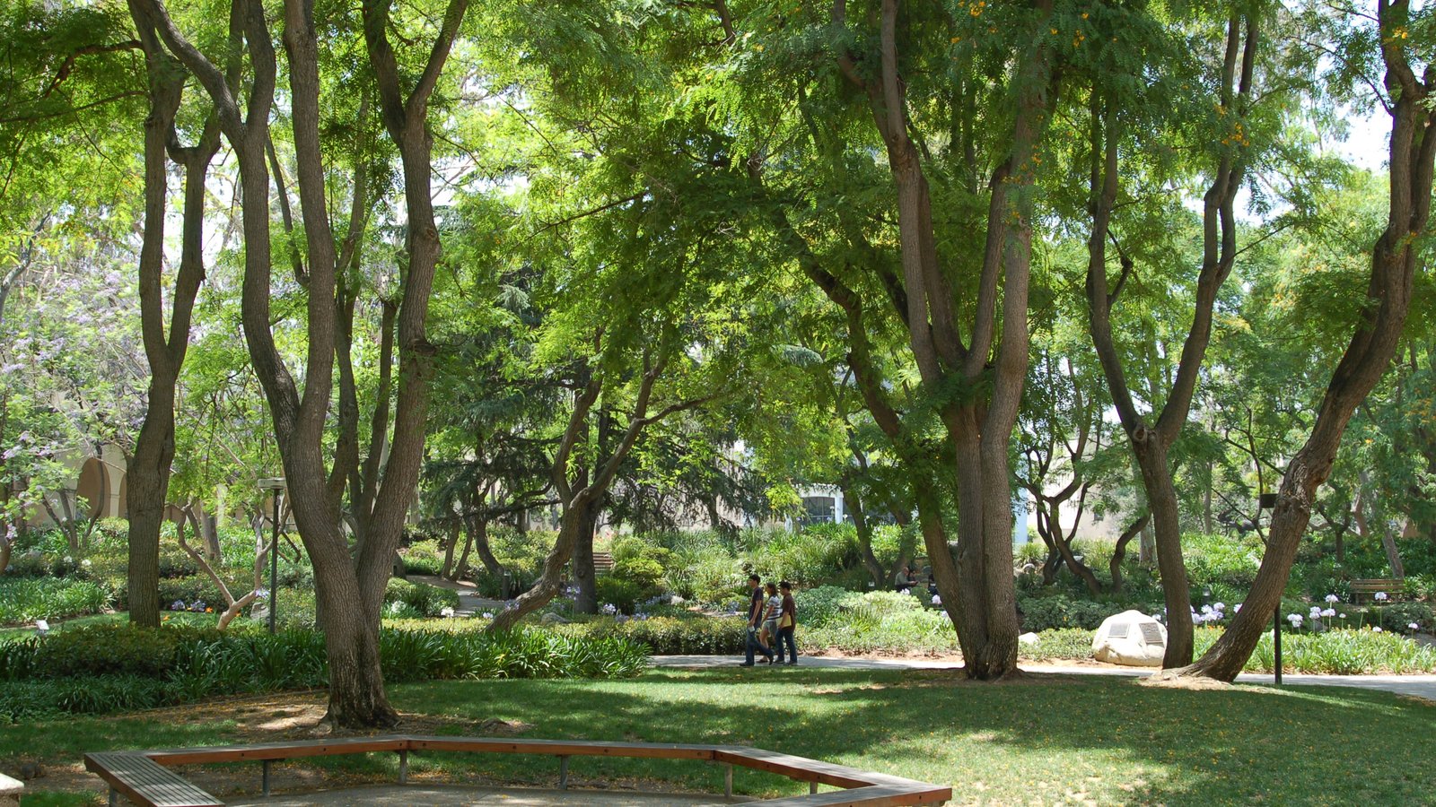 campus trees