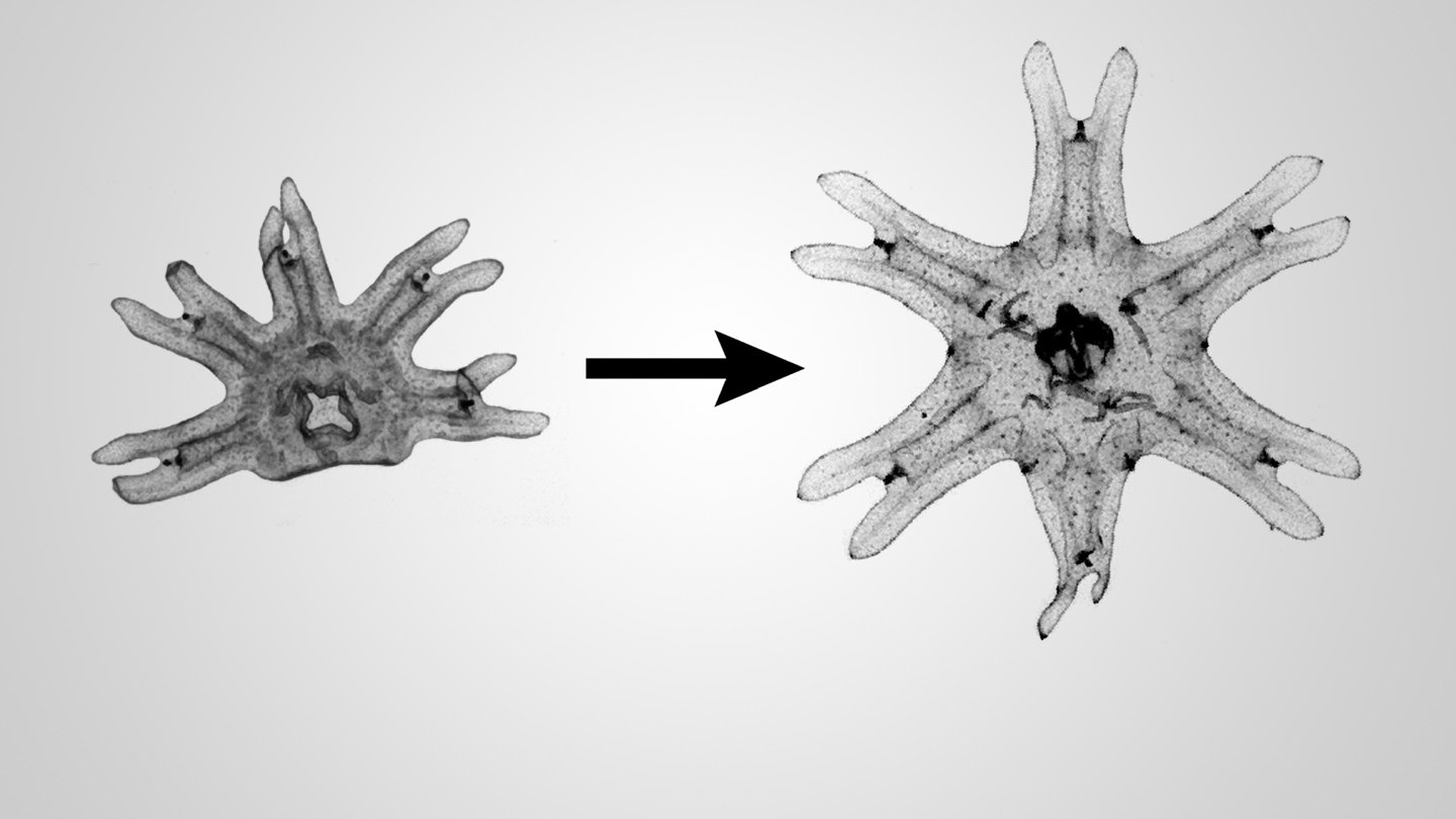 Left: a jellyfish missing one of six appendages. Right: the same jellyfish has regrown the arm