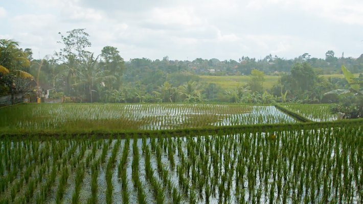 A field of crops with standing water and a cloudy sky