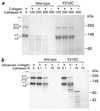 SDS-PAGE of type I collagen (soluble calf skin collagen) after digestion wi