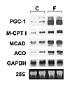 Induction of cardiac PGC-1 gene expression during short-term starvation. Re