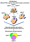 ligands, and some of which are not. Adapted from <span class='search_ter...