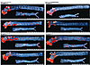 VCAM-1 deficiency reduces the extent but does not alter the topography of a