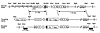 Generation of heterozygous ORP150-deficient mice. Structure of ORP150 genom