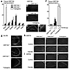 Characterization of heterozygous ORP150-deficient mice and transgenic mice.