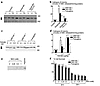 Activation of Ca++-dependent proteinase in hippocampus. (a–b) Cultured neur