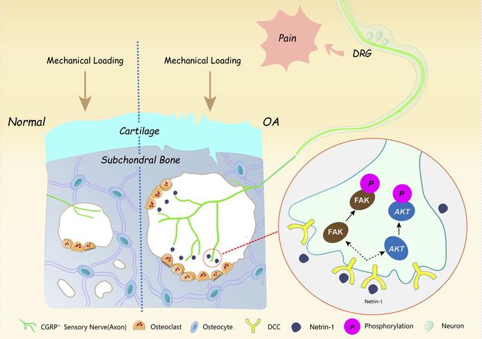 graphical abstract