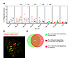 In OA, most DRG neurons responding to knee pinch are nociceptive neurons.