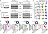 Contribution of cell cycle phases, during which ATR and/or Wee1 was inhibit