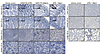 Evaluation of normal tissue DNA damage.