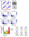 Synergistic killing of breast cancer stem cells by ATR and Wee1 inhibitors.