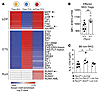 Increased conversion of Ptpn2-haploinsufficient Tregs is mediated through S