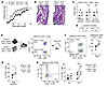 Ptpn2-haploinsufficient CD4+ T cells transfer enhanced arthritis to Rag2-KO