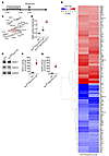 HDAC1 and HDAC2 are potential regulators of candidate genes analyzed by glo