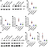 VPA treatment mitigates CREB-mediated EGR1 upregulation in primary podocyte