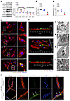 Platelets were internalized by VSMCs and induced VSMC differentiation.