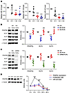 Incorporation of platelet-derived miRNAs is required for inhibiting VSMC de