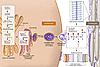 Lamellar body formation and generation of acylceramides and protein-bound c