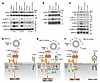 Recruitment of CD33 suppresses IgE/FcεRI signaling.