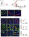 Lineage tracing of injured tubular epithelial cells.