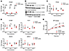 Foxm1 drives proximal tubular epithelial proliferation.