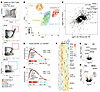 TDL CXCR5BrPD-1Br Tfh are transcriptionally similar to GC Tfh.