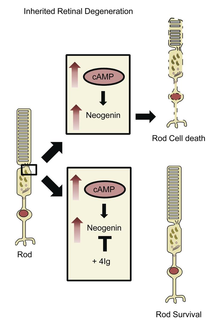 graphical abstract