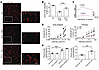 Improved visual function in 4Ig-treated Rd10 and RhoP23H/P23H mice.