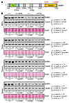 Locations of MVA patient mutations are indicated. <span class='search_te...