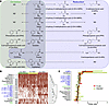 Amino acid metabolism in C. difficile.