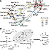 Bile acid transformations in the clinical cohort.