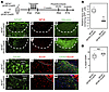 NFIA is required for the generation of reactive astrocytes after ischemic s