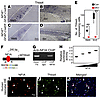 NFIA directly regulates the expression of Thbs4.