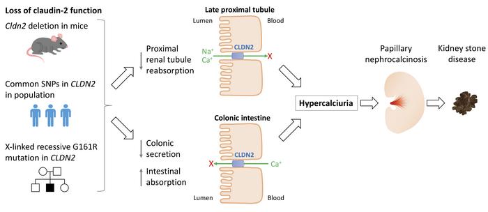 graphical abstract