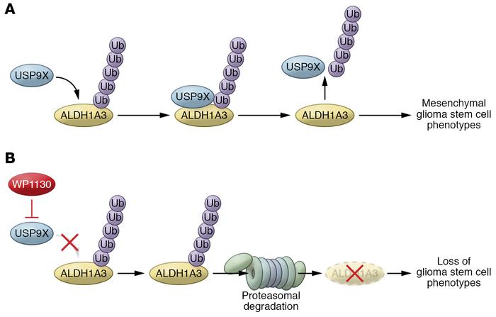 USP9X stabilizes ALDH1A3 to maintain mesenchymal glioma stem cells.
(A) ...