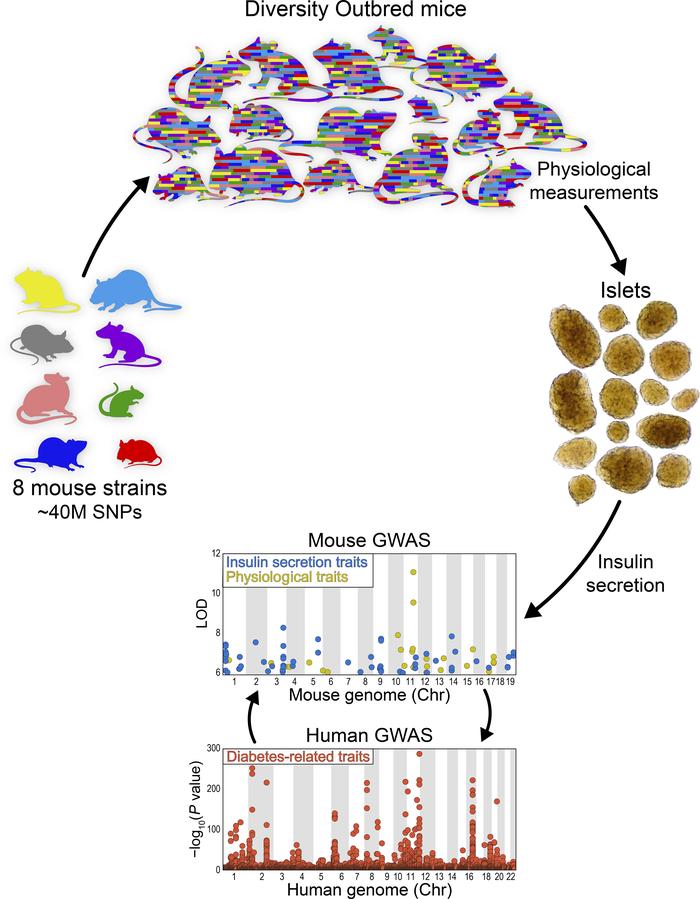 graphical abstract