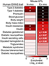 Insulin secretion QTL enrich for diabetes GWAS SNPs.