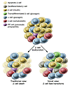 Fates of overexerted β cells.