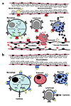 Potential pro- and anti-inflammatory actions of prostanoids in asthma. (a)