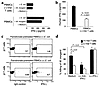 Vδ2 T cells and IFN-γ play a crucial role in monocyte-mediated killing of e