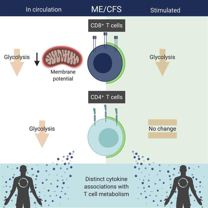 graphical abstract