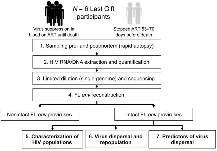 Flow diagram.
Six participants enrolled in the Last Gift cohort (n = 2 p...