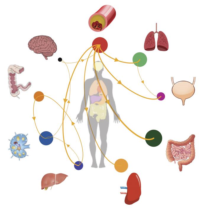 graphical abstract